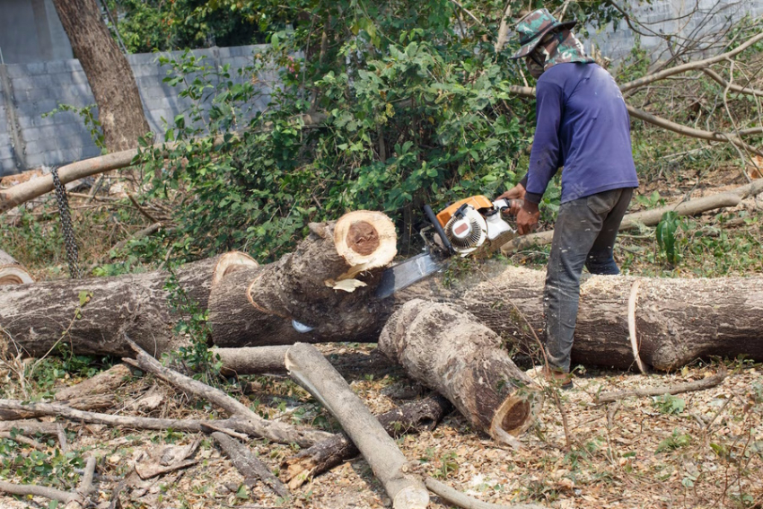  14 миллионов рублей ущерба – в Анапе незаконно вырубили деревья
