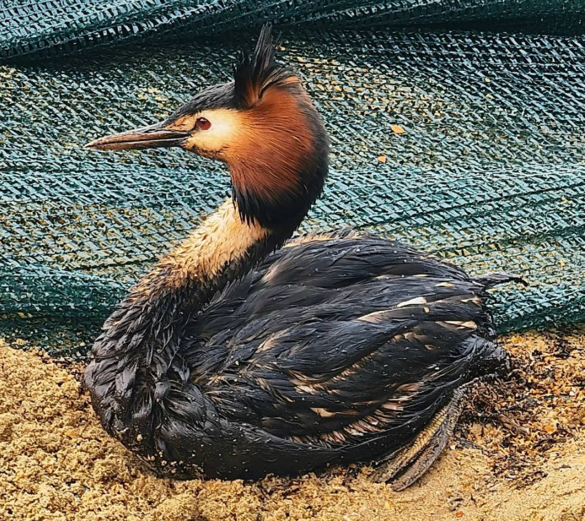 Более 800 птиц пострадали из-за новых нефтяных выбросов у берегов Анапы