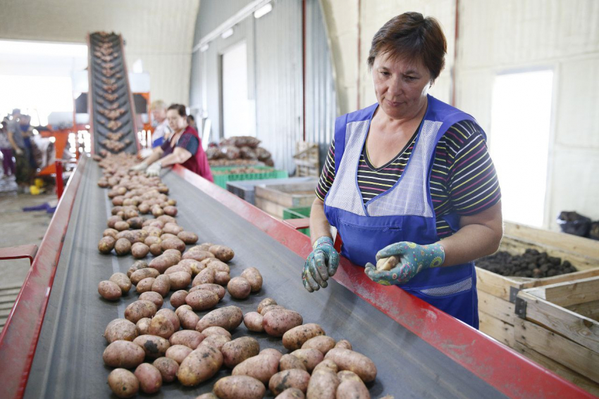 В Анапе самозанятые владельцы ЛПХ могут получить субсидии на производство  овощей