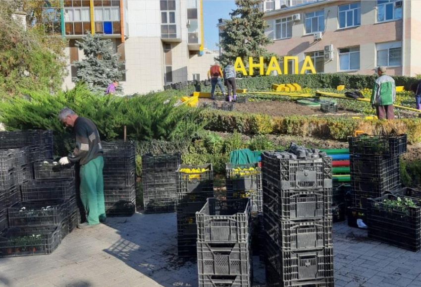 В Анапе на цветочных часах посадили 6500 виол