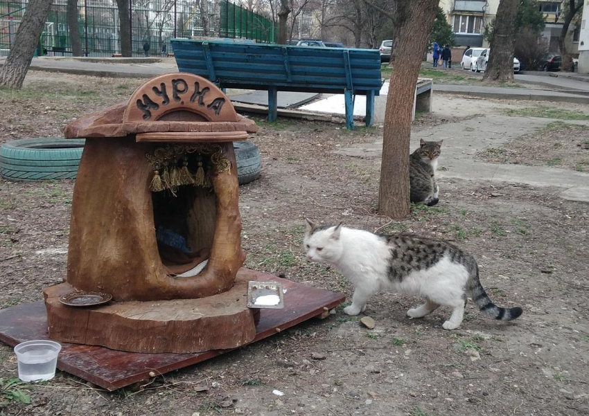 Журналисты из Краснодара 10 часов снимали обычную анапскую кошку. Почему?
