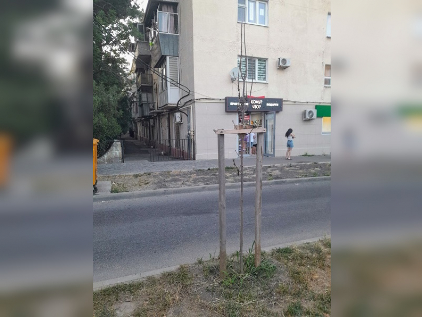 «Зеленстрой» высадит новые клены вместо больных на улице Терской в Анапе