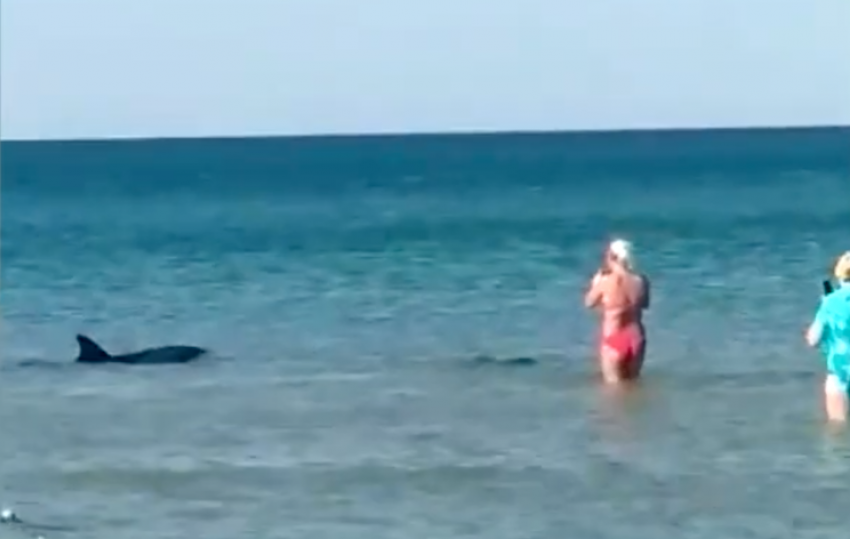  Дельфины в Анапе заплыли прямо в гущу отдыхающих и устроили шоу