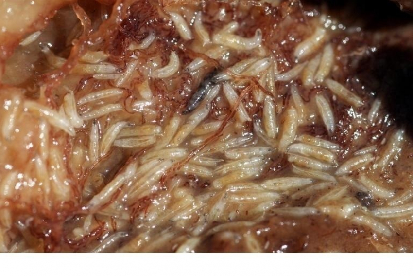 24 тонны слив с живыми личинками не попали в Анапу