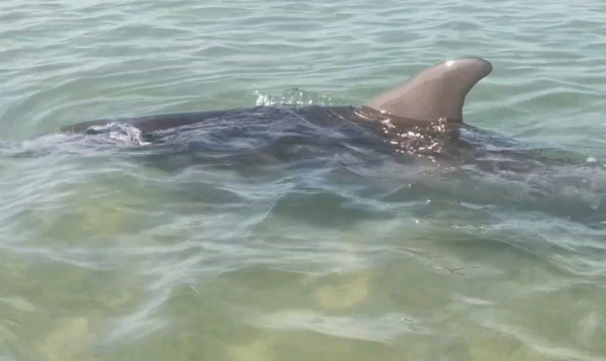 Эколог: дельфины случайно задеть людей не могут