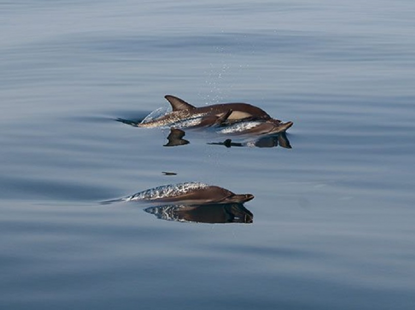 Ученые: Больше всего выбросов дельфинов – на Бугазской косе под Анапой