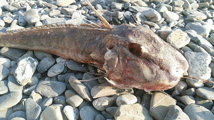 Анапчанин обнаружил огромную таинственную рыбу на одном из местных пляжей
