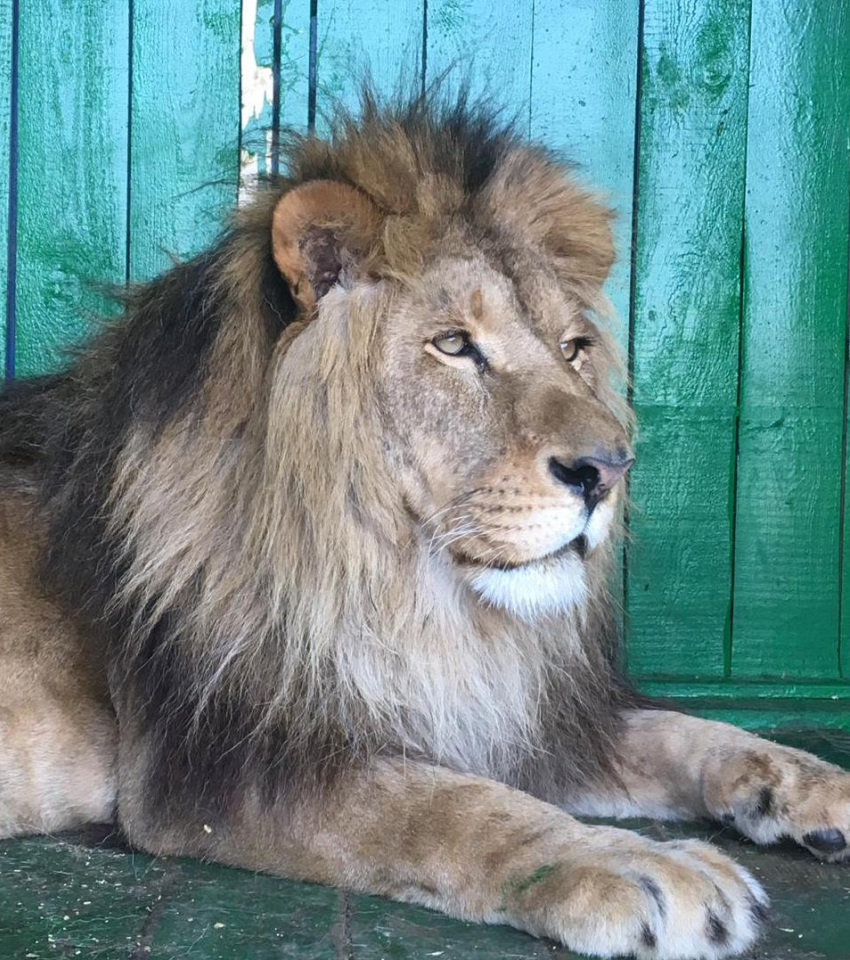 Зоопарк «Король Лев»: животные со всего мира уже в Анапе