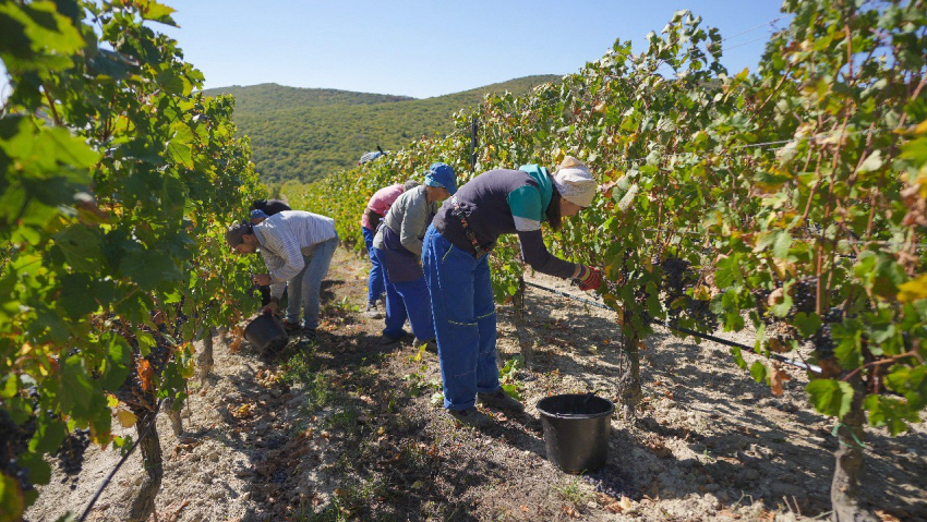 Уборка винограда в Анапе на стадии завершения