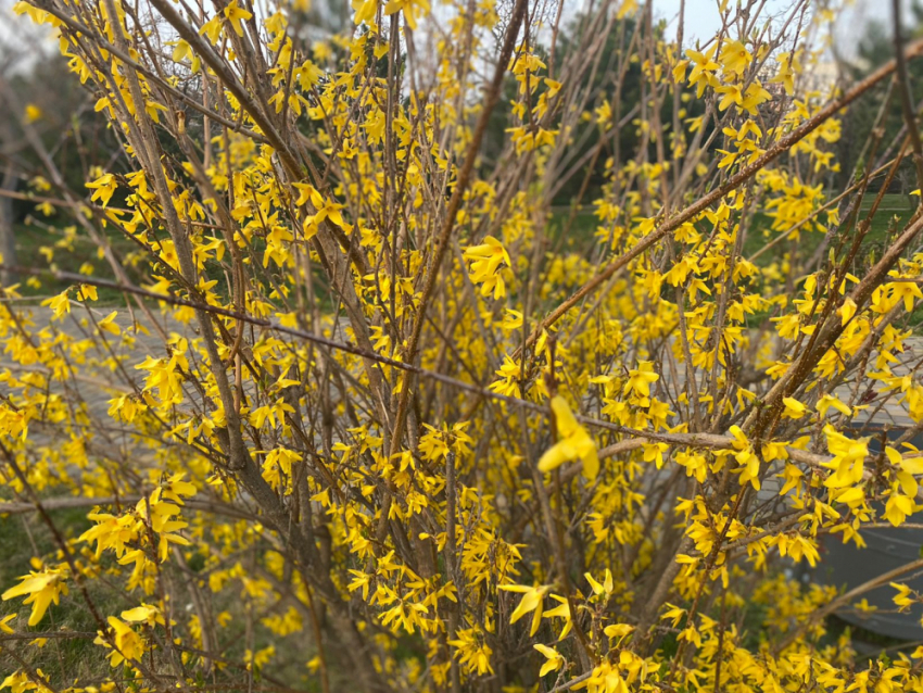 В день рождения швейной машинки в Анапе снова дождливо и пасмурно