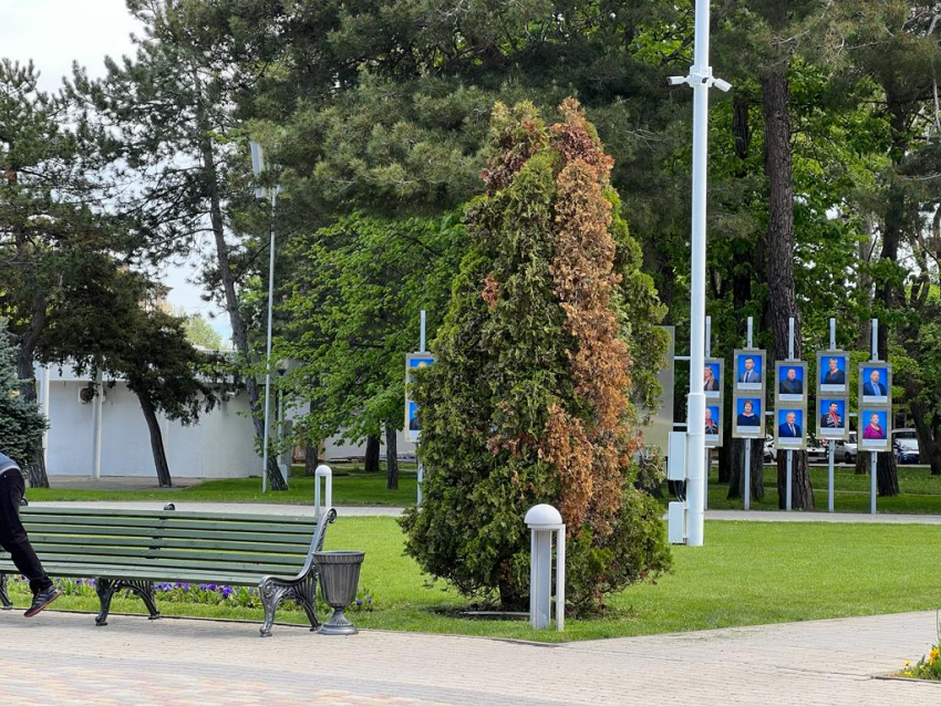 В День любви к природе в Анапе станет немного теплее