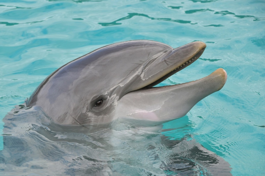 Дельфин-мутант замечен недалеко от Анапы - у берегов Крыма: фото