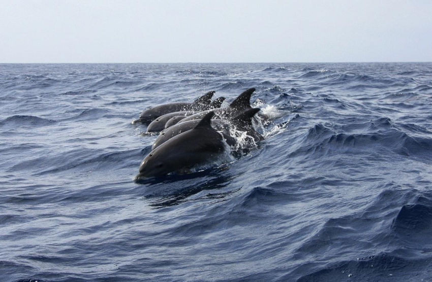 Дельфины в Благовещенской под Анапой устроили шоу: есть видео