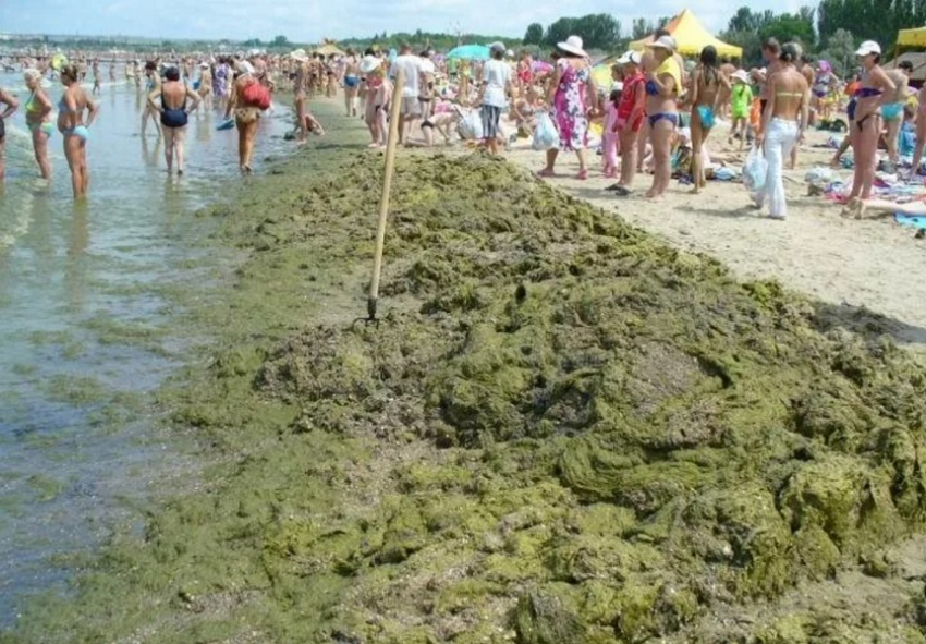 Московские ученые предложат решение проблемы с водорослями у берегов Анапы