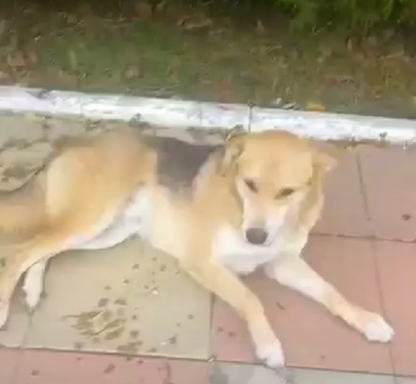 Представители «Паруса» в Анапе прокомментировали ситуацию с отравленными собаками