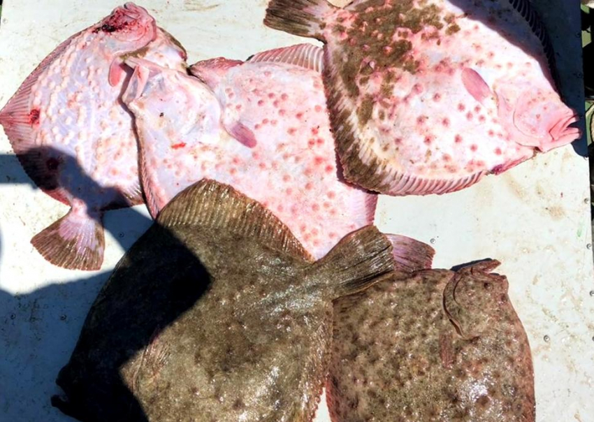 Браконьера с крупным уловом поймали в Большом Утрише под Анапой
