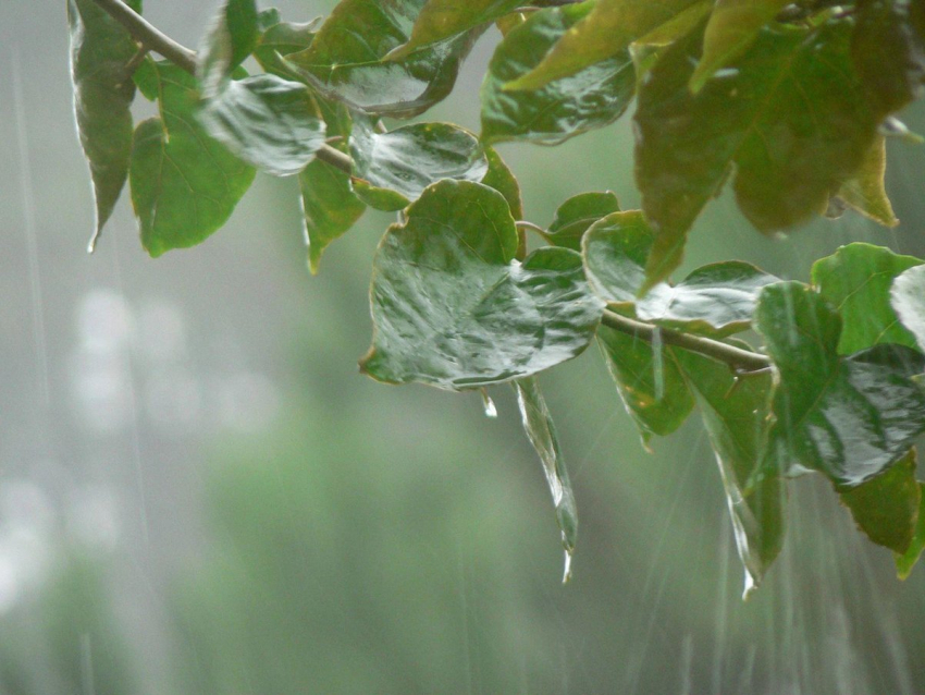 В субботу, 22 июня, в Анапе будет дождь