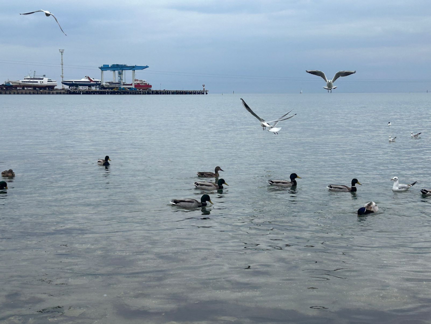 В День пасты карбонара в Анапе похолодает