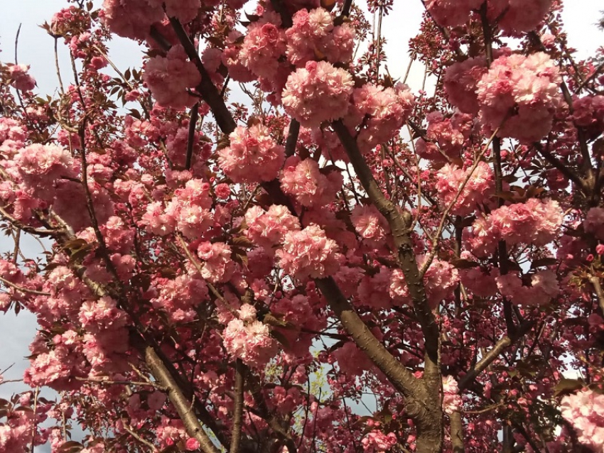 В Анапе зацвела сакура