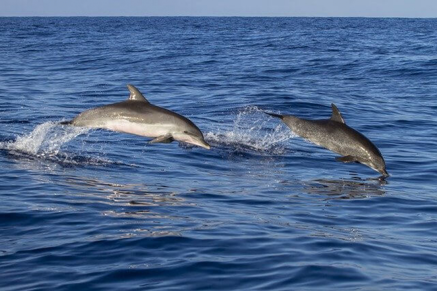 Дельфинов у берегов Анапы станет больше: в России запретили их прибрежный вылов