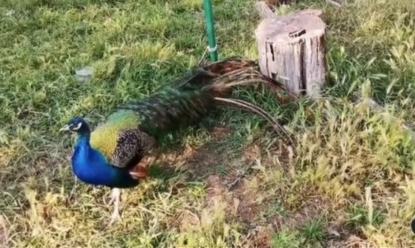 В одном из дворов под Анапой полиция обнаружила двух привязанных павлинов
