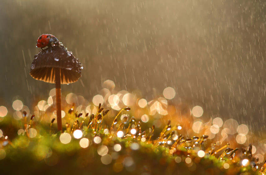 Сегодня, 2 апреля, в Анапе дождливо и тепло