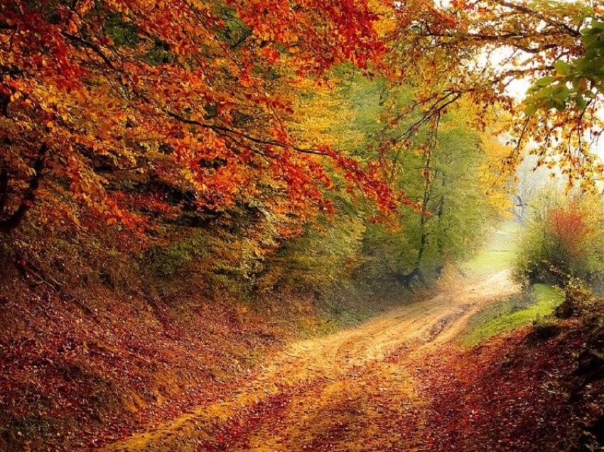 В Российский день леса в Анапе облачно с прояснениями