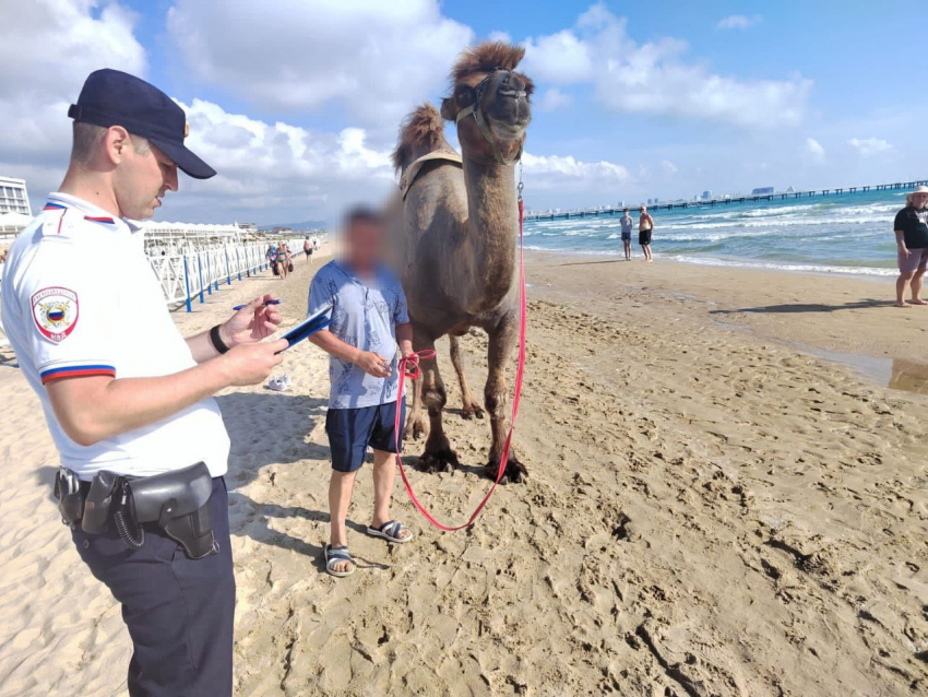 В Анапе оштрафовали владельца верблюда