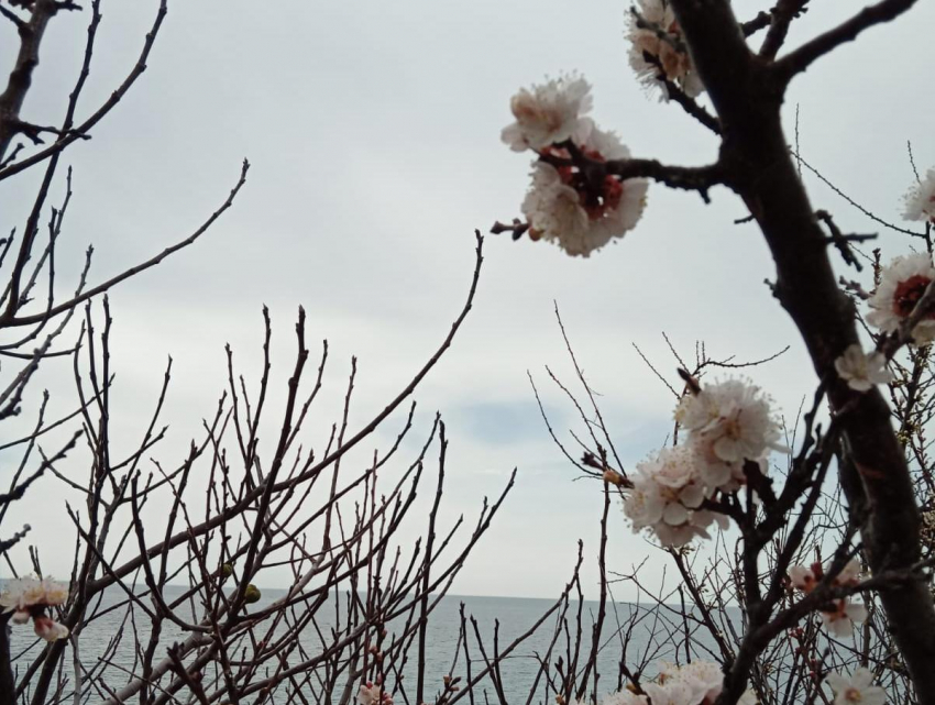 В День гречки в Анапе опять серо и дождливо