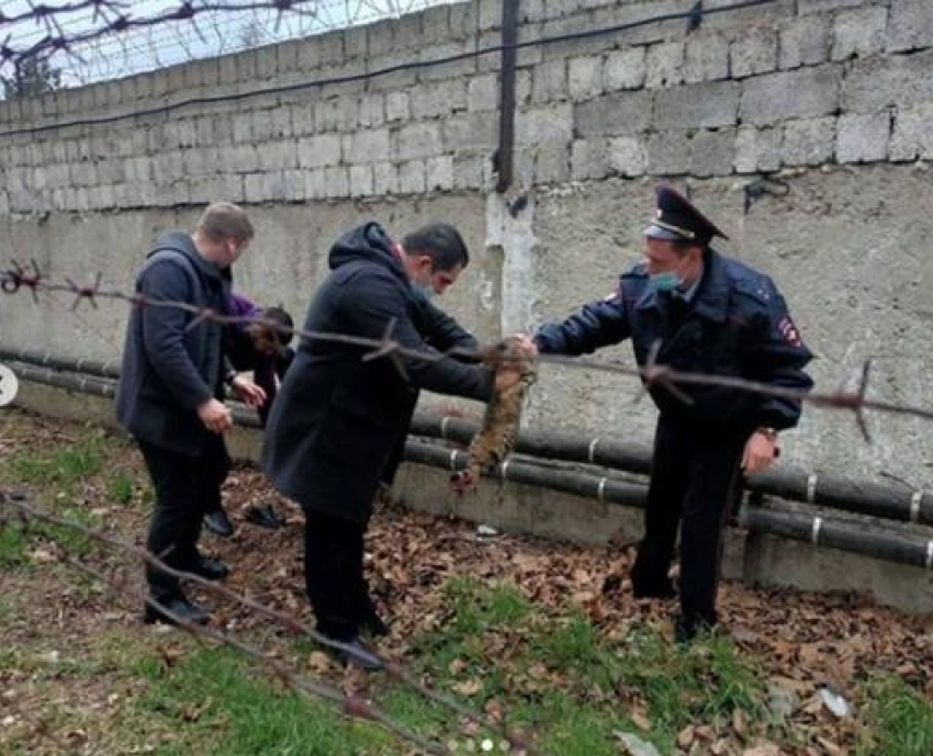 В Анапе кот застрял в колючей проволоке на территории ИВС