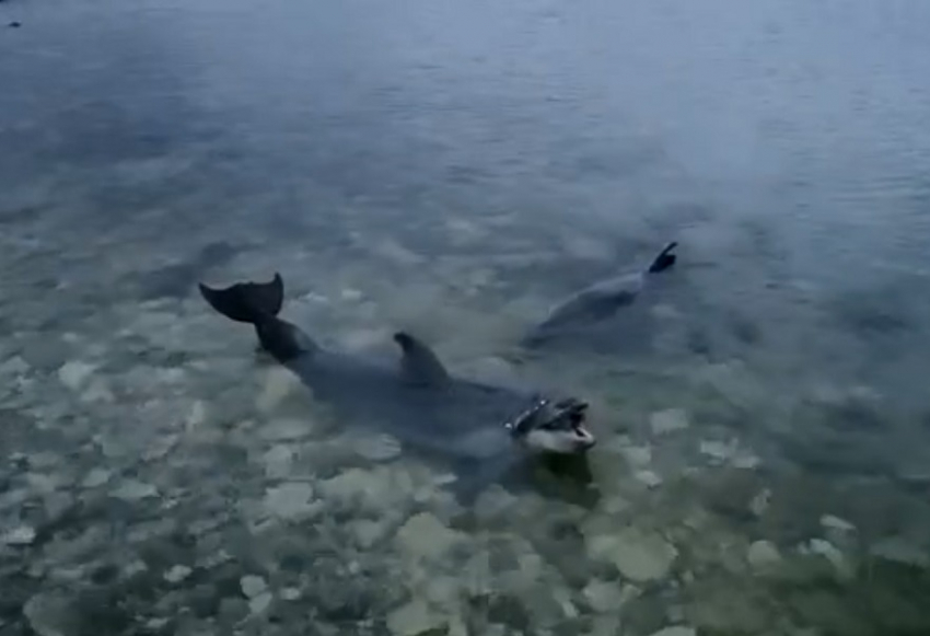 Выброшенных в Севастополе дельфинов теперь ищут и у берегов Анапы