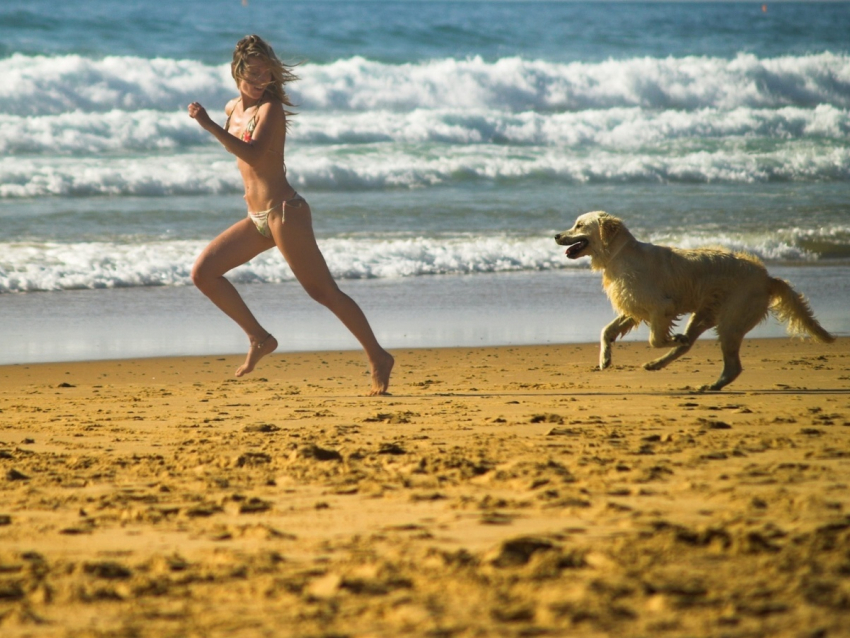 Дикие разъярённые собаки чуть не загрызли двух девушек, отдыхающих на пляже в Анапе