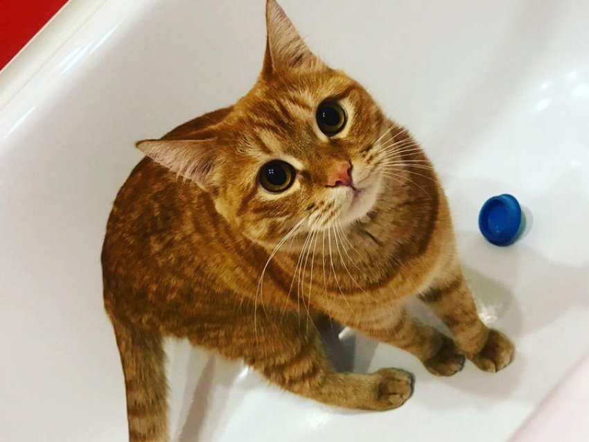 Алиса - новый участник конкурса «Самый красивый кот Анапы"