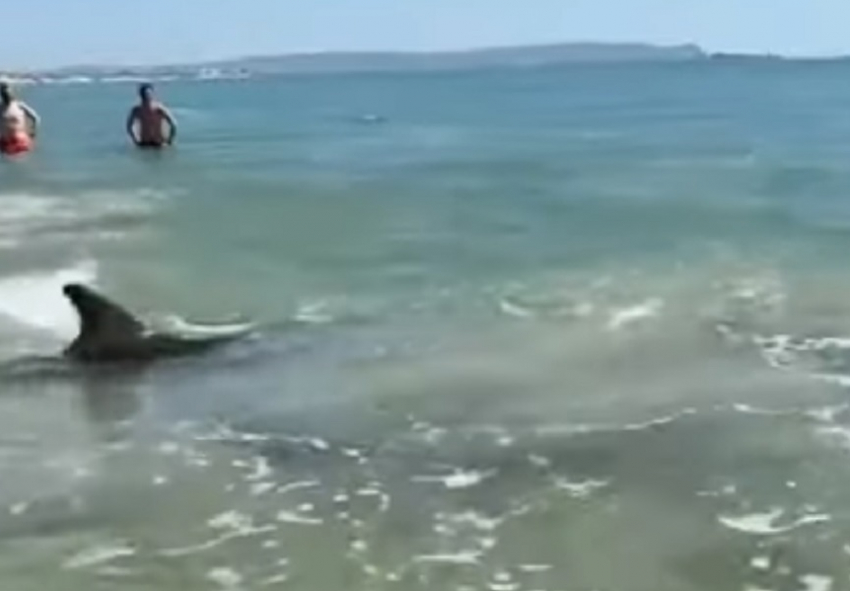 В Анапе дельфины подплыли прямо к берегу и попали на видео