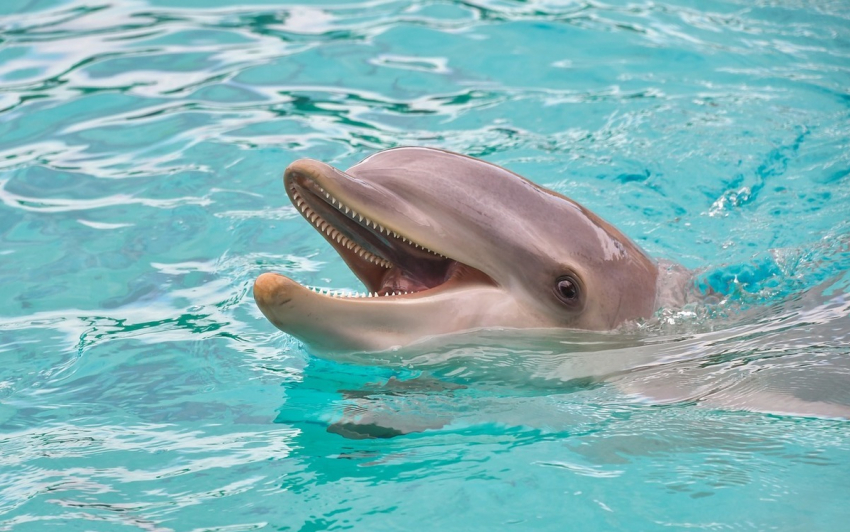 Подслушано в Анапе: знаете, почему дельфины спасают людей?