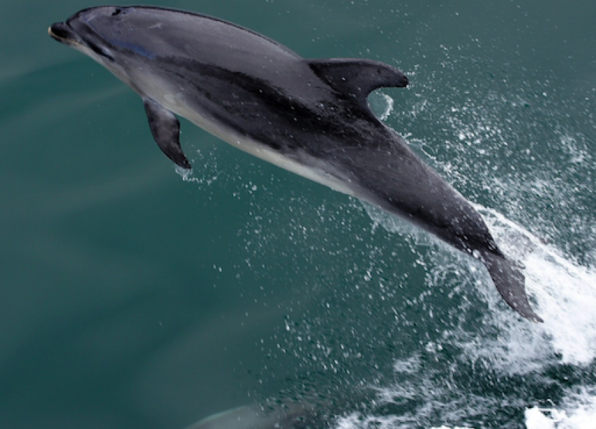 Дельфины в Анапе устроили охоту за рыбой прямо среди туристов - видео