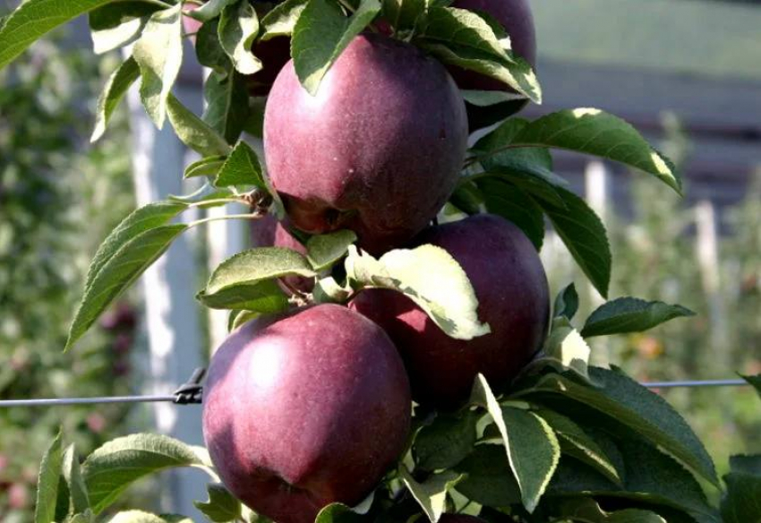 В преддверии субботника анапчанам раздают 2000 саженцев яблони