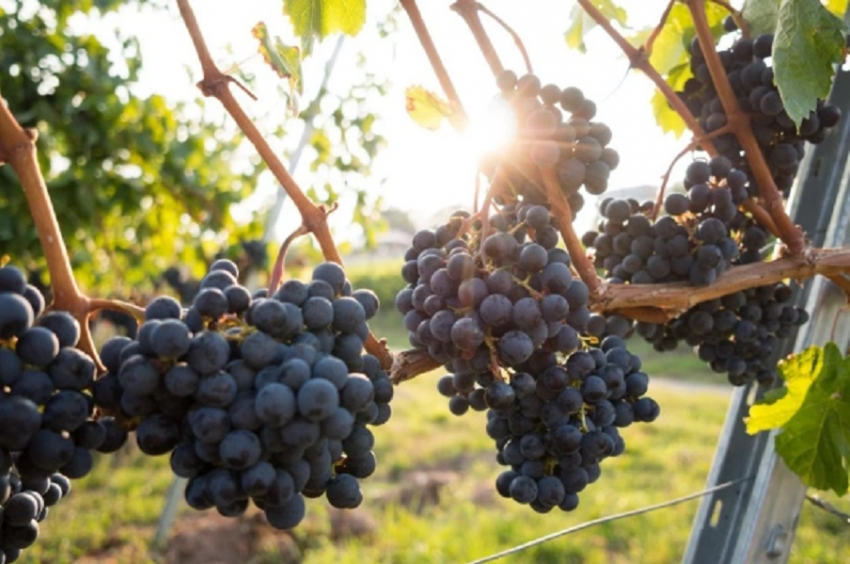 Как проходящий в Анапе фестиваль «Виноград» сказывается на виноделии – эксперты