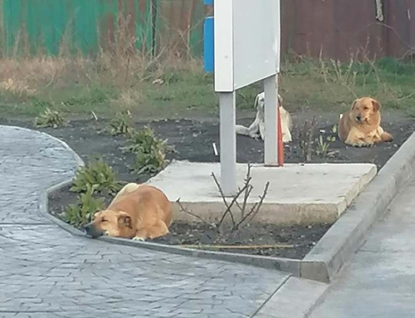 В Анапе владельцев собак могут обязать иметь заключение об отсутствии психических заболеваний