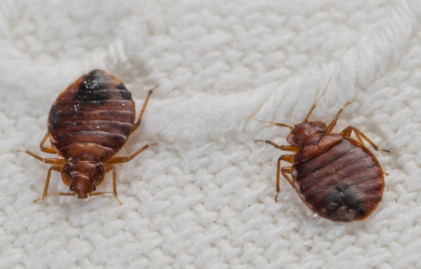 История Анапы: в 1932 году больных в санаториях курорта заедали клопы