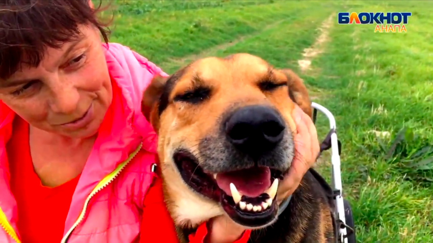 В селе Витязево под Анапой разгуливают собаки в инвалидных колясках