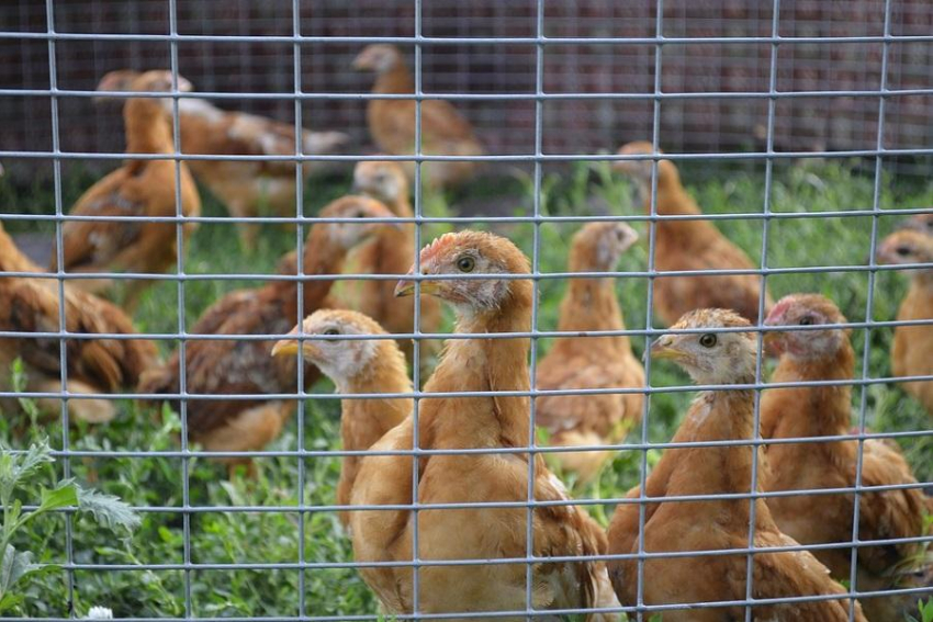 Имущество «Витязевской птицефабрики» продали в 6 раз дешевле начальной стоимости