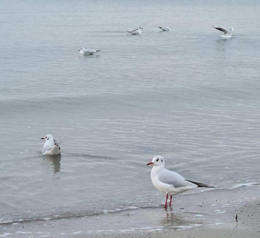 День эрудита в Анапе будет морозным