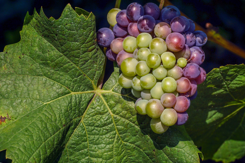 На Кубани появятся новые виноградники: 730 млн рублей выделили на эти цели