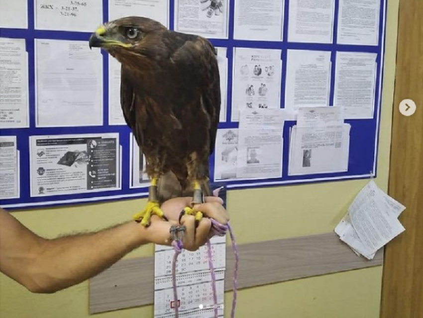 В Анапе у фотографа изъяли еще одного орла