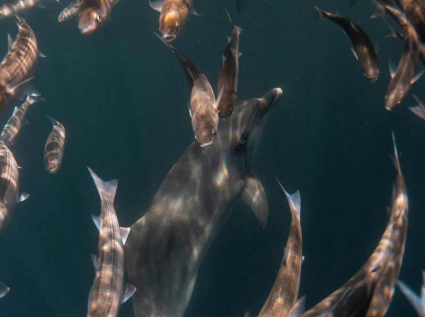 Любимое лакомство анапских дельфинов: всё о кефали