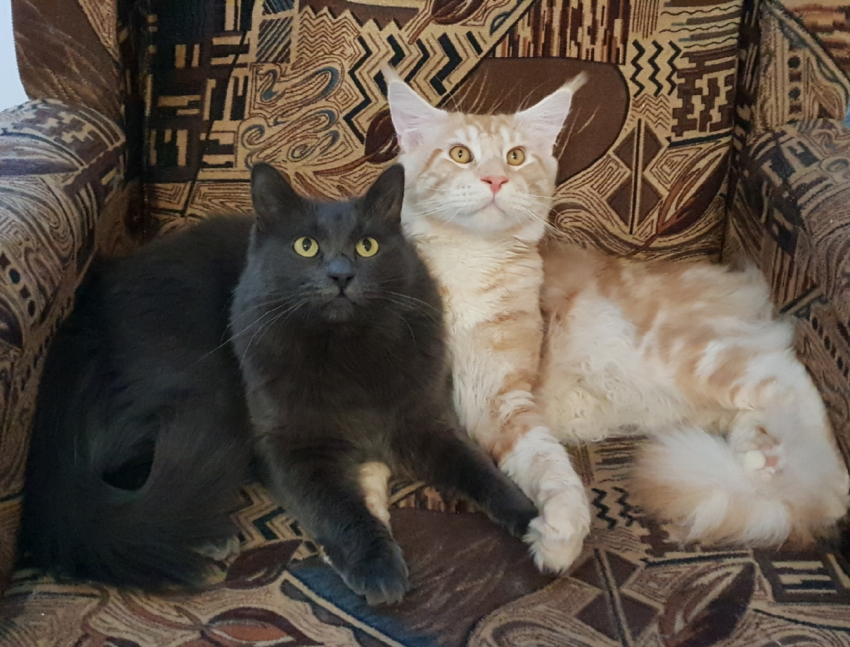Томас и Фокс - новые участники конкурса «Самый красивый кот Анапы"