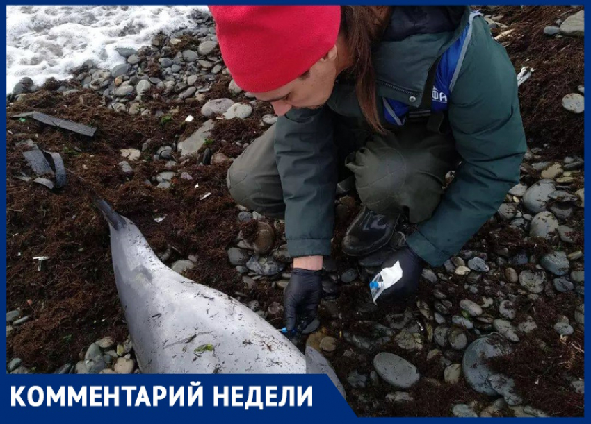 Как спасти дельфинов в результате разлива мазута: рассказали в Центре спасения дельфинов «Дельфа» 