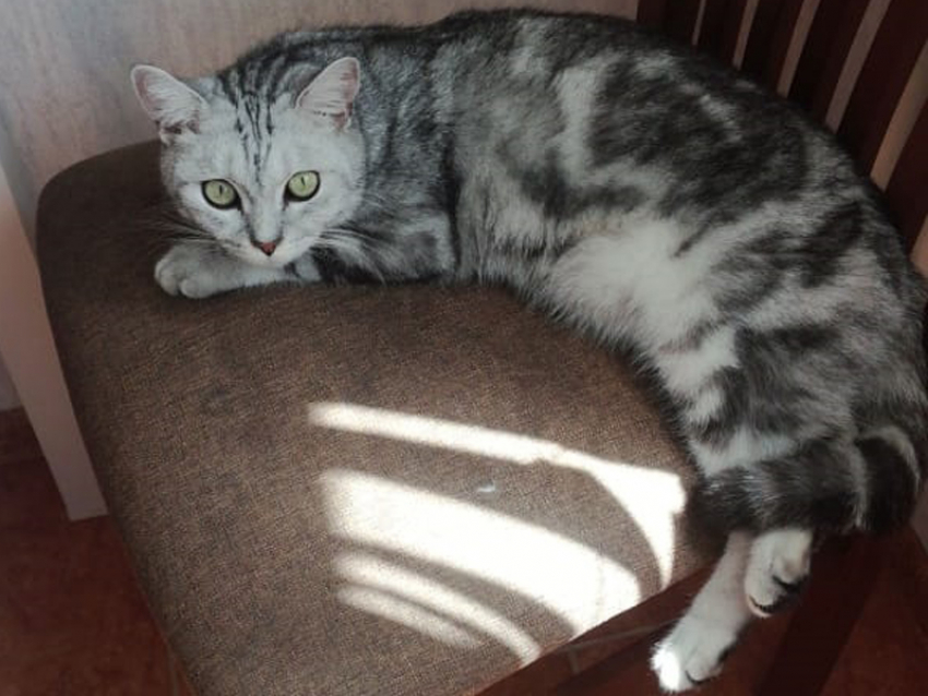 Новые претенденты на крутые призы конкурса «Самый красивый кот Анапы"