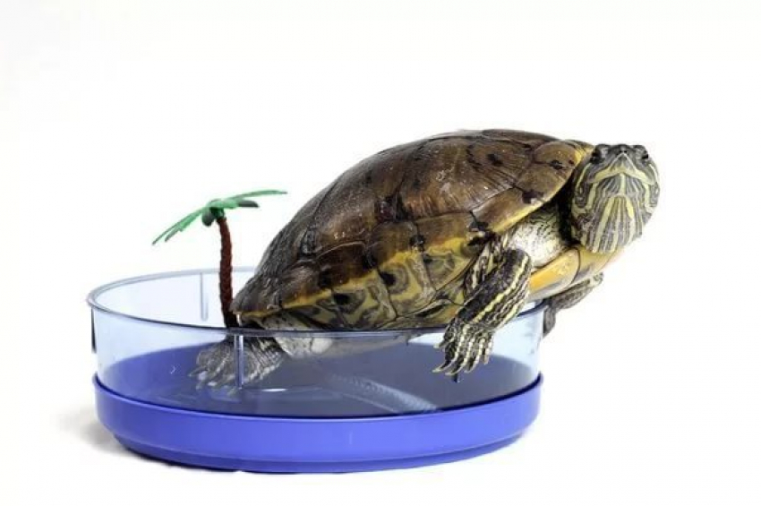 Черепахи-мутанты: обман на анапской набережной
